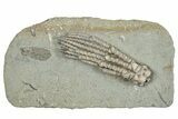 Fossil Crinoid Plate (Two Species) - Crawfordsville, Indiana #291828-2